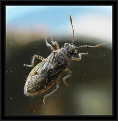 Brachycarenus tigrinus