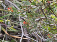 Adenanthos cuneatus