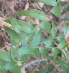 Asparagus asparagoides