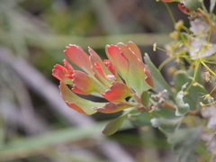 Adenanthos cuneatus