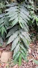 Zingiber kawagoii