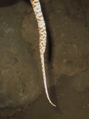 Trimorphodon lyrophanes