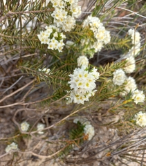 Lachnaea densiflora