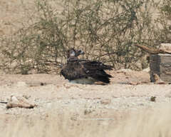 Polemaetus bellicosus