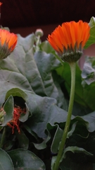 Calendula officinalis