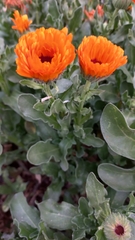 Calendula officinalis