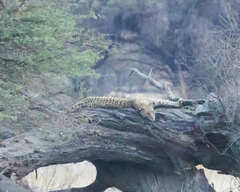 Panthera pardus pardus