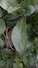 Calendula officinalis