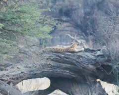 Panthera pardus pardus