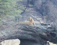 Panthera pardus pardus