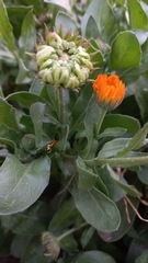 Calendula officinalis