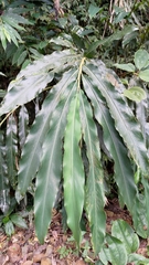 Alpinia sessiliflora