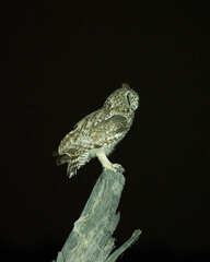 Bubo africanus