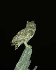 Bubo africanus