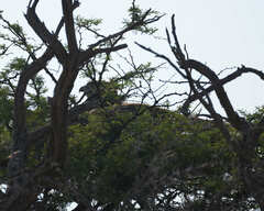 Circaetus pectoralis