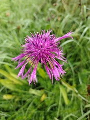 Centaurea scabiosa