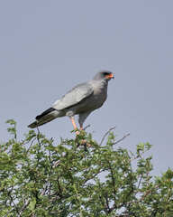 Melierax canorus