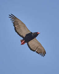 Terathopius ecaudatus