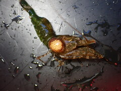 Bopyroides hippolytes