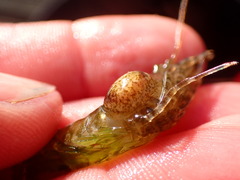 Bopyroides hippolytes