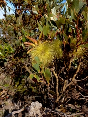 Eucalyptus conferruminata