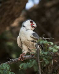 Polihierax semitorquatus