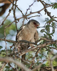 Polihierax semitorquatus