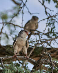 Polihierax semitorquatus