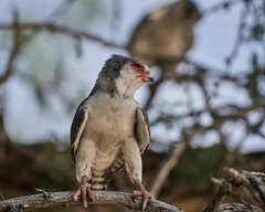 Polihierax semitorquatus