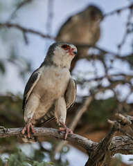 Polihierax semitorquatus