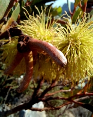 Eucalyptus conferruminata