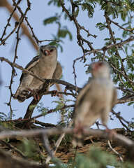 Polihierax semitorquatus