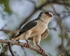 Polihierax semitorquatus