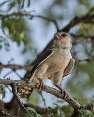 Polihierax semitorquatus