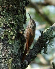 Lepidocolaptes leucogaster