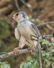 Polihierax semitorquatus