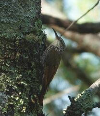 Lepidocolaptes leucogaster