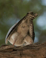 Polihierax semitorquatus