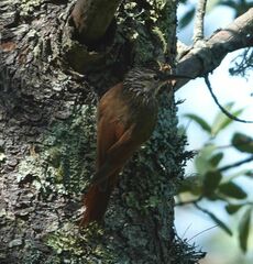 Lepidocolaptes leucogaster