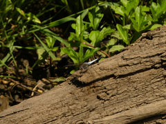 Orthetrum caledonicum