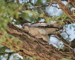 Polihierax semitorquatus