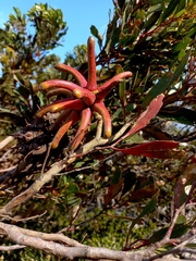 Eucalyptus conferruminata