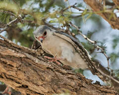 Polihierax semitorquatus