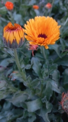 Calendula officinalis