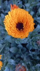 Calendula officinalis