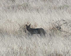 Lupulella mesomelas mesomelas