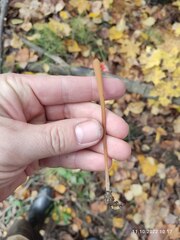 Macrotyphula fistulosa