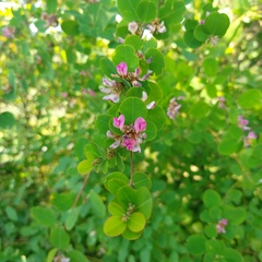 Lespedeza cyrtobotrya