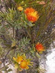 Leucospermum oleifolium