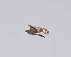 Melierax canorus canorus